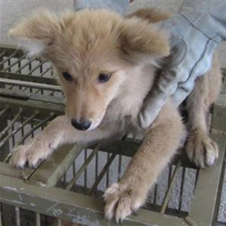 希望あり。臆病な子犬姉妹　薄茶mixの女の子１