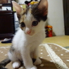 遊び盛りな可愛い子猫。三毛 サムネイル6