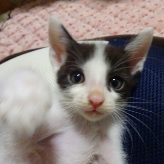 遊び盛りの可愛い子猫。キジ白