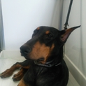 ドーベルマン♂ 