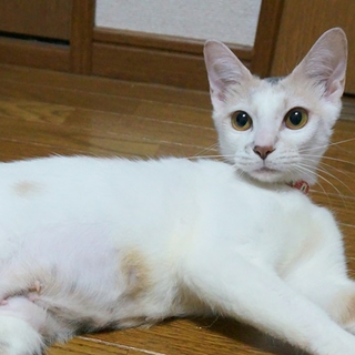 おしゃべりなおんにゃの子です