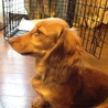 【里親決定】捨て犬の里親募集中【Mダックス】 サムネイル2