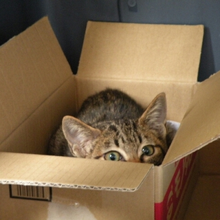 小顔 段ボール 子猫
