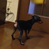 【里親決定】捨て犬の里親を探しています【ミニピン】 サムネイル2