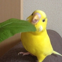 里親さん決まりました、ありがとうございました