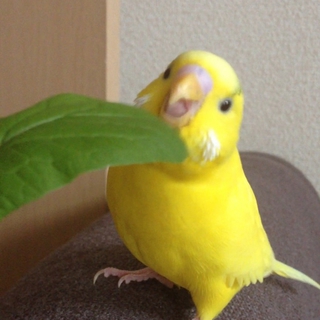 里親さん決まりました、ありがとうございました