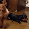 【里親決定】捨て犬の里親を探しています【ミニピン】 サムネイル3