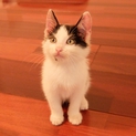 子猫の里親募集中