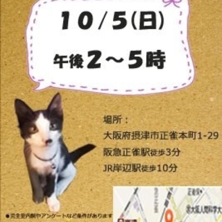 昔ながらの三毛猫    姉妹かえで、いろは、