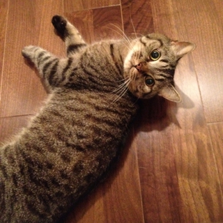 スコティッシュ成猫の里親募集