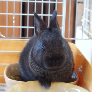 生後1ヶ月＊ミニウサギの赤ちゃん