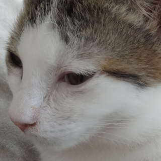 とっても甘えん坊のびーちゃん（仮）です。