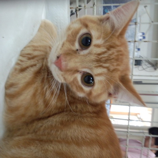 かわいい茶トラ男子です
