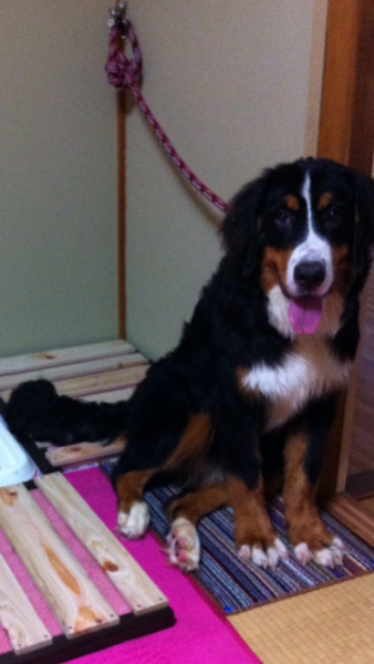 バーニーズマウンテンドッ 大阪府 犬の里親募集 ペットのおうち 月間利用者150万人