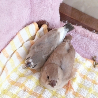 キンカチョウ ２羽