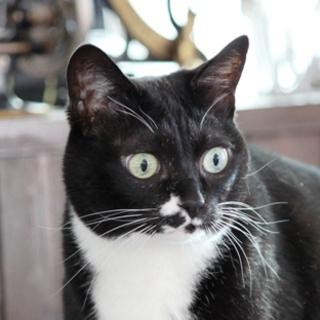 老猫ですが優しい猫です。