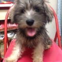 生後三ヶ月の仔犬です