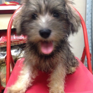 生後三ヶ月の仔犬です
