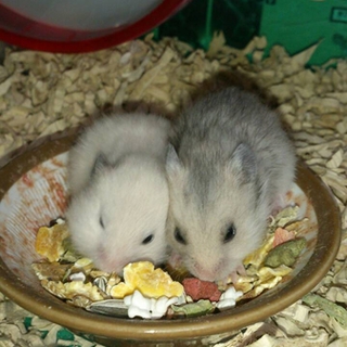 ゴールデンハムスターの赤ちゃんの里親募集！
