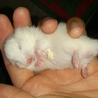 ゴールデンハムスターの赤ちゃんの里親募集！ サムネイル3