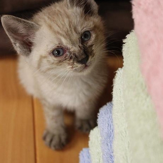 二ヵ月のこねこ　保護しました!!