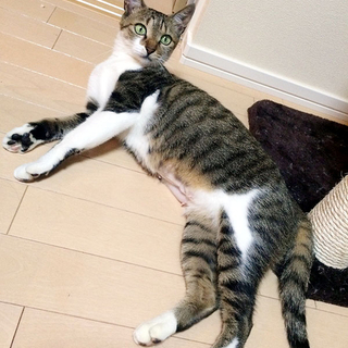 初めての方にもおすすめの成猫（メス）です！