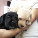 産まれたばかりの仔犬