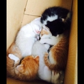 ＊補足あり。かわいい子猫達の里親様募集致します。
