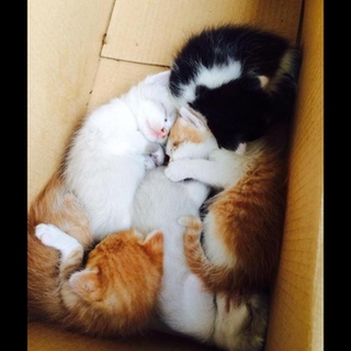 ＊補足あり。かわいい子猫達の里親様募集致します。