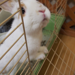 里親募集します！！