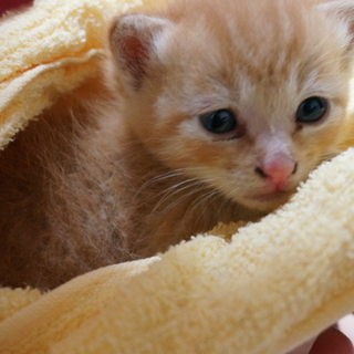 生後一ヶ月の三本足の子猫ちゃん