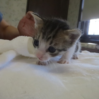 募集停止します　チビちゃん兄弟