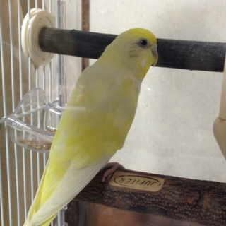 セキセイインコ   女の子 二歳です