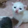 生後２ヶ月のかわいい子猫！ サムネイル3