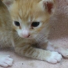 生後２ヶ月のかわいい子猫！ サムネイル2