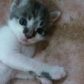 生後２ヶ月のかわいい子猫！