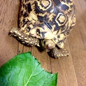 ヒョウモンリクガメ　甲長19cm
