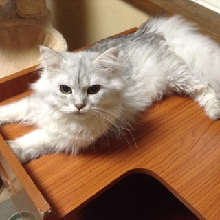 チンチラシルバー・オス