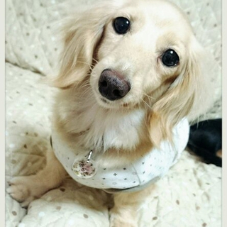 ☆あられ☆里親さま決定☆