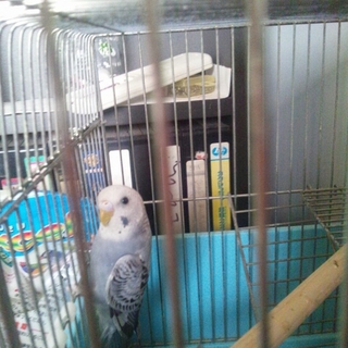 インコ多分オス