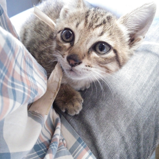 子猫の里親を募集します。