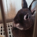 Alice Garden  Rabbit 血統書♪