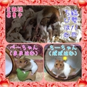 里親様決まりました。ありがとうございました。