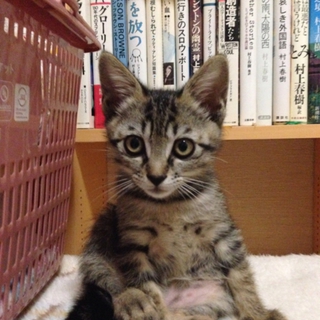 眉毛がチャームポイント キジトラきぃちゃん