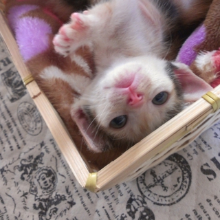 生後２ヶ月の甘えん坊の三毛猫ちゃん