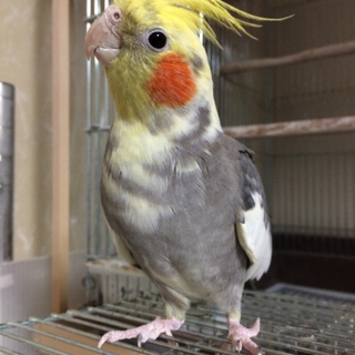 オカメインコの里親募集します。
