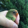 ボタンインコ　里親募集 サムネイル2