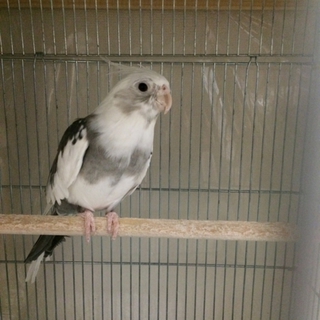 オカメインコ里親募集します