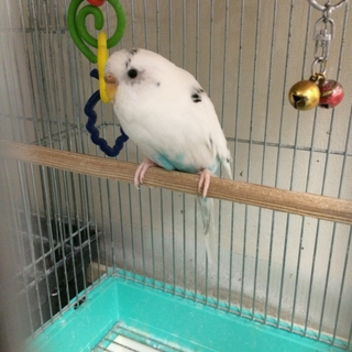 セキセイインコの里親募集します