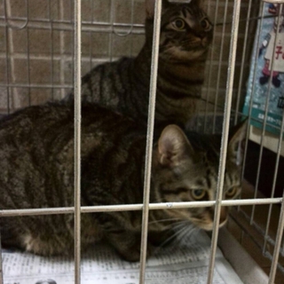 段ボールに封をして捨てられていた猫
